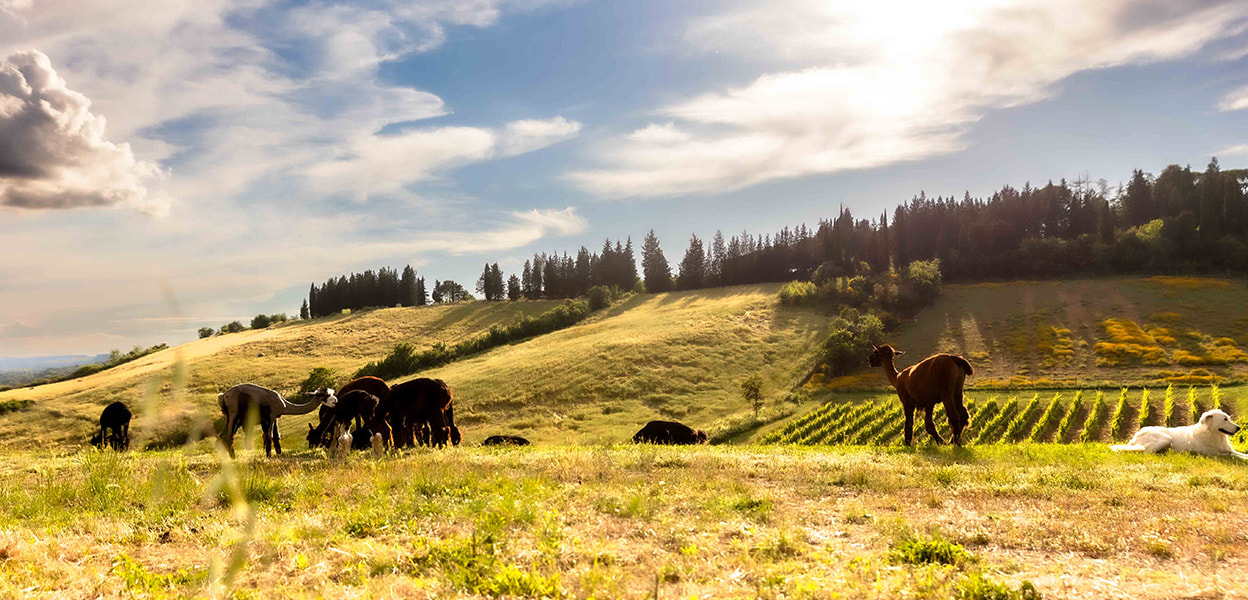 alpaca_header_low