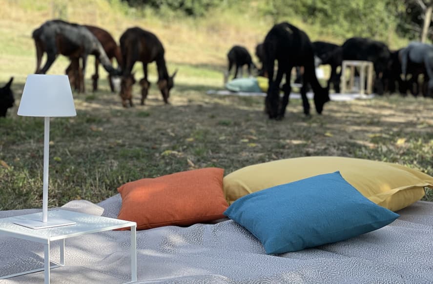 web_alpaca_pic-nic_colli-Marliano_b-min